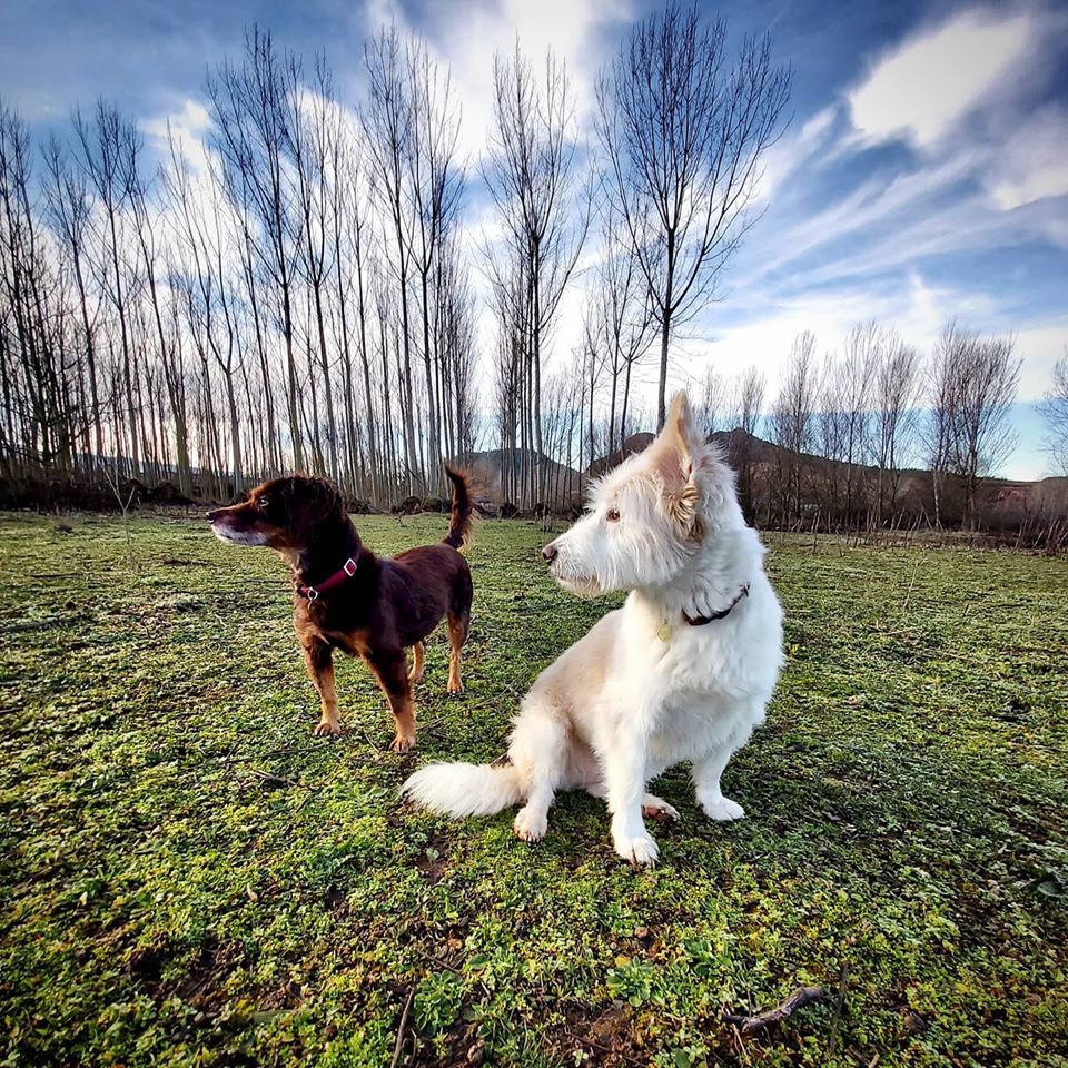 Peluqueria canina Teo y Lola