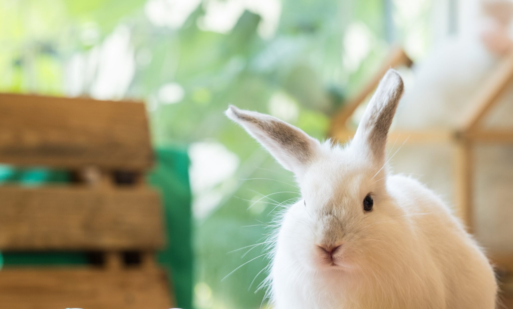 Conejo Peluqueria Logrono